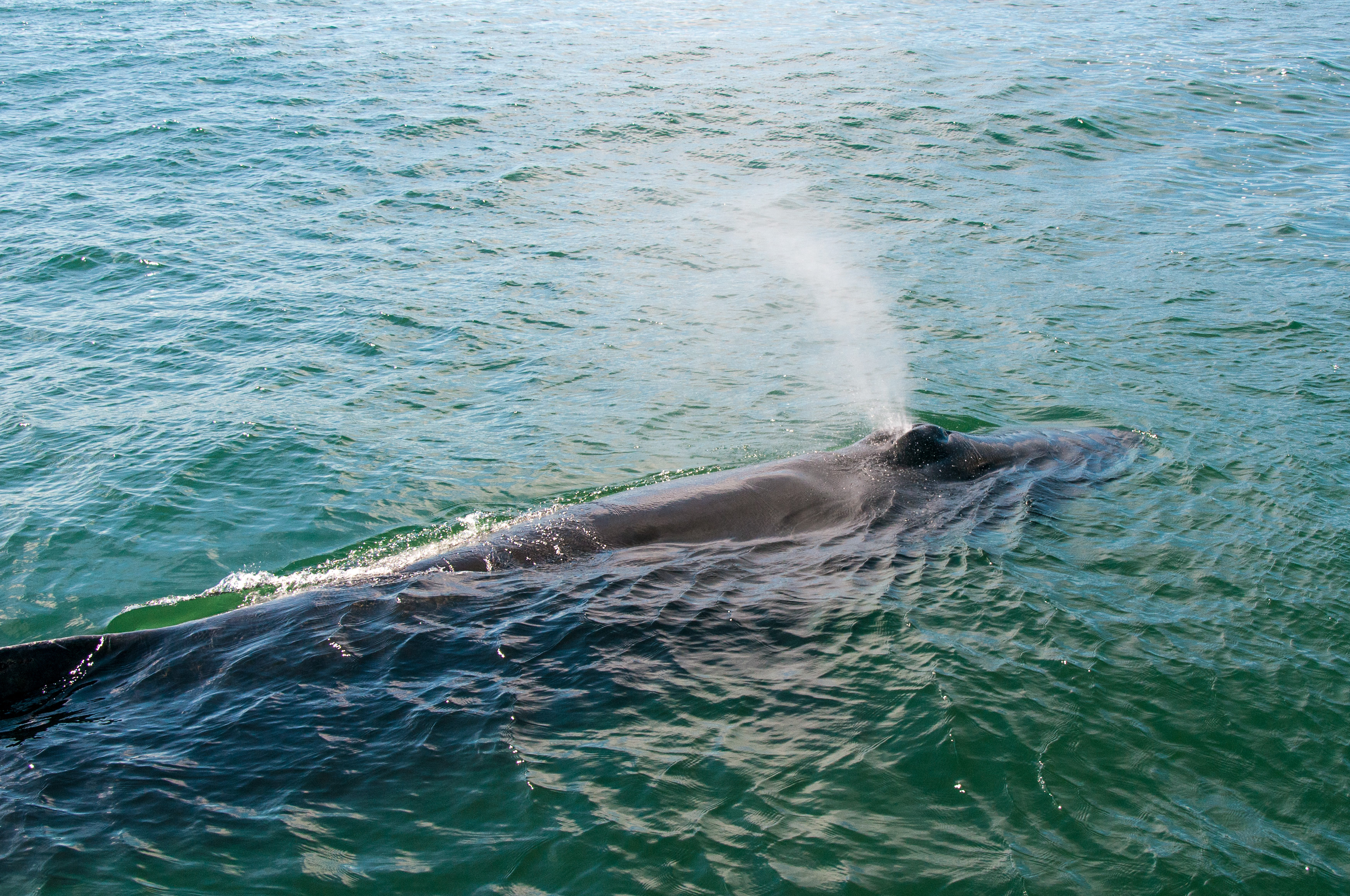 Wale Watching, Husavik